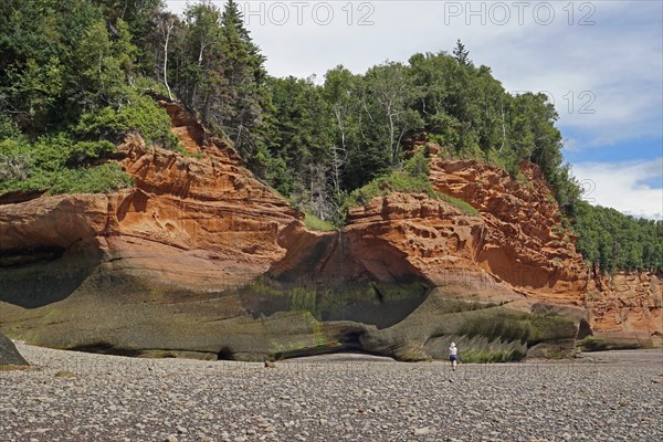 Wooded cliffs, red sandstone, Five Islands Provincial Park, Fundy Bay, Nova Scotia, Canada, North America