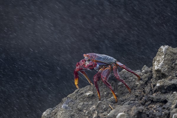 Red rock crab (Grapsus adscensionis) on rock, Lanzarote, Canary Islands, Spain, Europe