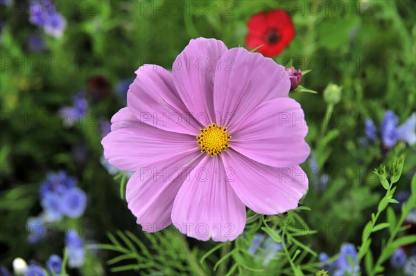 Close-up of a pink flower (Cosmea bipinnata), Cosmea, against a background of purple flowers and green foliage, Stuttgart, Baden-Wuerttemberg, Germany, Europe