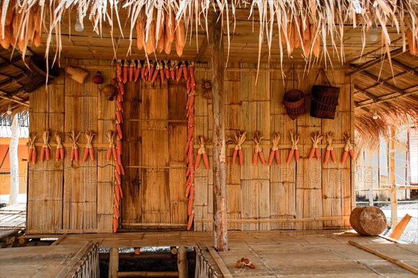 Yellow corns hung to dry in a traditional indigenous house from the Lu Tribe in Chiang mai Thailand