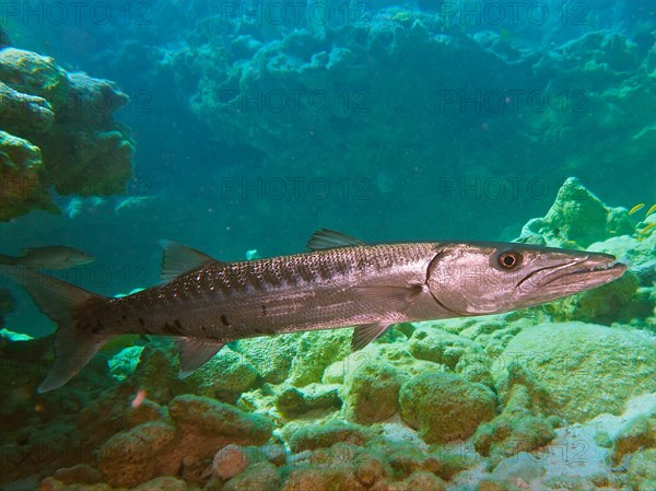 Great barracuda (Sphyraena barracuda), dive site John Pennekamp Coral Reef State Park, Key Largo, Florida Keys, Florida, USA, North America
