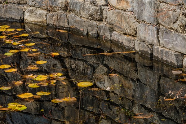 Floating lily pads and fallen leaves on water by a stone wall, reflecting autumn colors, in South Korea