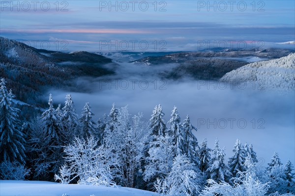 Winter on the Feldberg in front of sunrise, Breisgau-Hochschwarzwald district, Baden-Wuerttemberg, Germany, Europe