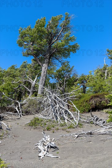 Riparian forest at Lago Grey, Torres del Paine National Park, Parque Nacional Torres del Paine, Cordillera del Paine, Towers of the Blue Sky, Region de Magallanes y de la Antartica Chilena, Ultima Esperanza Province, UNESCO Biosphere Reserve, Patagonia, End of the World, Chile, South America