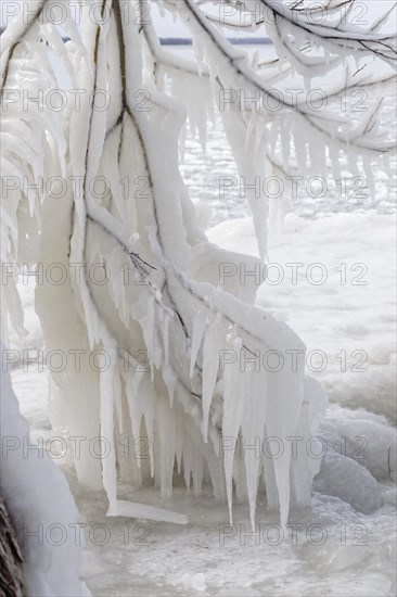Winter riverscape, frozen branches, Saint Lawrence River, Province of Quebec, Canada, North America