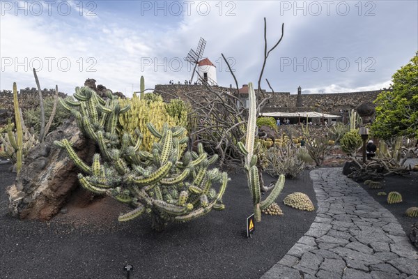 Cacti, Jardin de Cactus, Lanzarote, Canary Islands, Spain, Europe