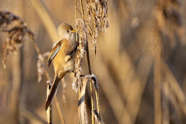Bird with a seed in its beak on a reed, Bearded tit, Panarus Biarmicus