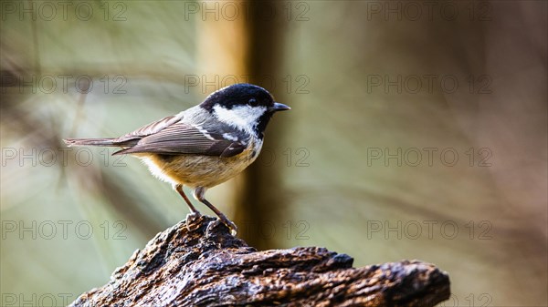 Coal Tit, Periparus ater, bird in forest at winter