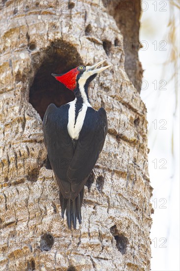 Crimson-crested woodpecker (Campephilus melanoleucos) Pantanal Brazil