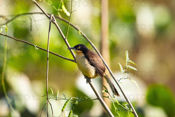 Reed warbler (Donacobius atricapillus) Pantanal Brazil