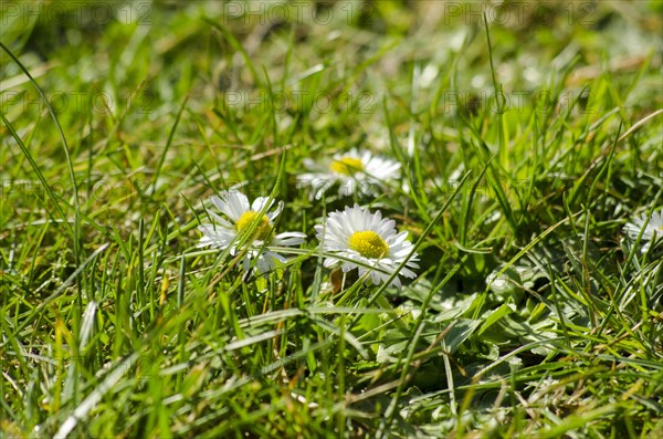 Common daisy (Bellis perennis), white, meadow, Lueneburg, Lower Saxony, Germany, Europe