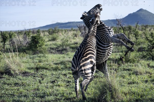 Plains zebra (Equus quagga) 2 stallions fighting, Madikwe Game Reserve, North West Province, South Africa, RSA, Africa