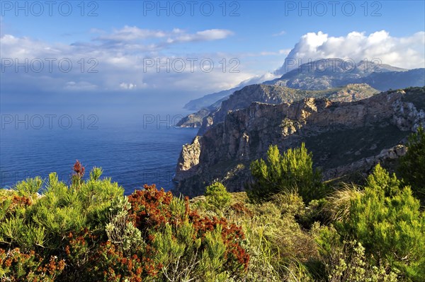 Rugged coastline with a mix of wildflowers and shrubs against a backdrop of the blue sea, Hiking tour in Tramuntana Mountains, Mallorca