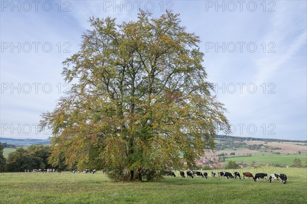 Common beech (Fagus sylvatica), solitary in autumn, domestic cattles (Bos taurus) on a pasture, Thuringia, Germany, Europe