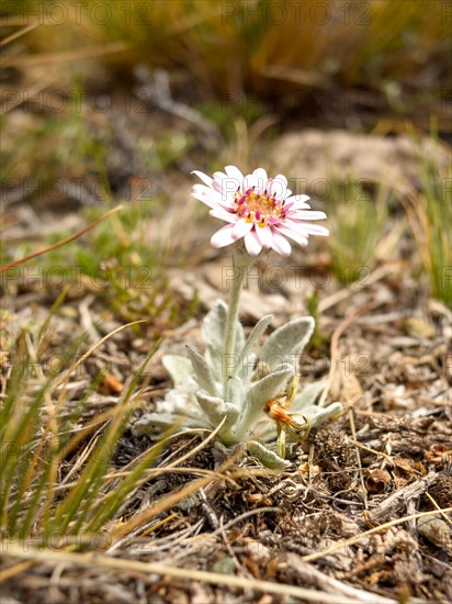 Flowering Leucheria in the Patagonian Andes, Perito Moreno National Park, Argentina, South America