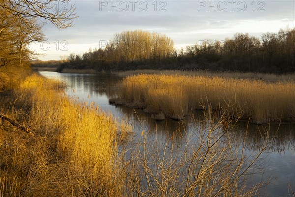 Riparian forest, evening mood, reeds, Lower Austria