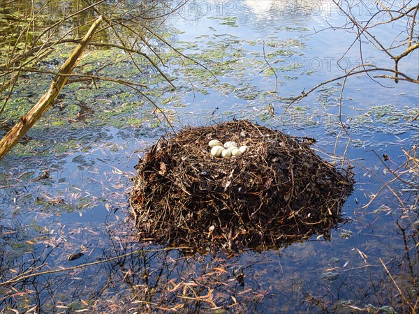 Nest with eggs of mourning swans (Cygnus atratus), black swan, North Rhine-Westphalia, Germany, Europe