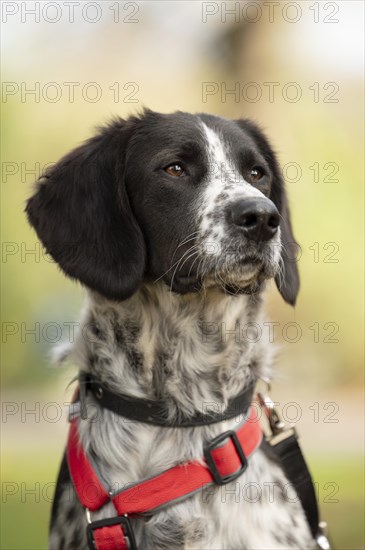 Domestic dog (Canis lupus familiaris), mixed-breed, male, animal welfare, animal welfare dog, profile shot, looking to the right, black and white spotted coat, brown eyes, red harness, double safety collar, background blurred green, Hesse, Germany, Europe