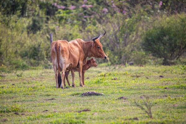 Cow on a pasture in the sun, close-up, portrait of the animal at Pointe Allegre in Guadeloupe au Parc des Mamelles, in the Caribbean. French Antilles, France, Europe