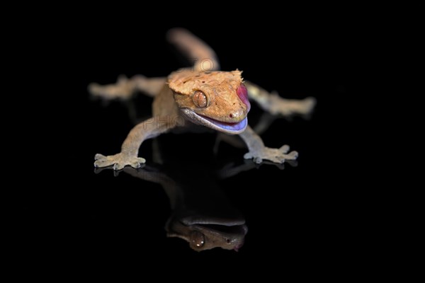 New Caledonian eyelash gecko (Correlophus ciliatus), adult, captive, New Caledonia, Oceania