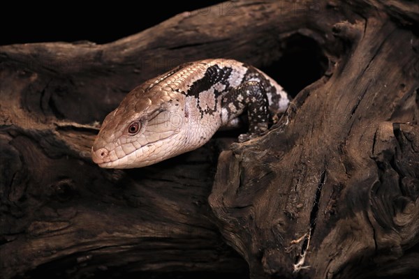 Indonesian blue-tongued skink (Tiliqua gigas), adult, captive, Indonesia, Asia