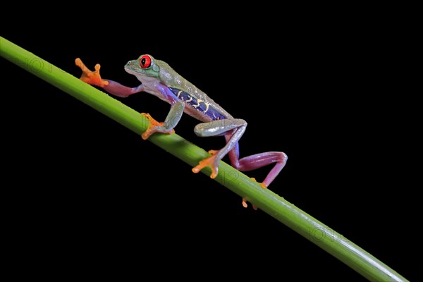 Red-eyed tree frog (Agalychnis callidryas), adult, on green stem, Aeonium, captive, Central America