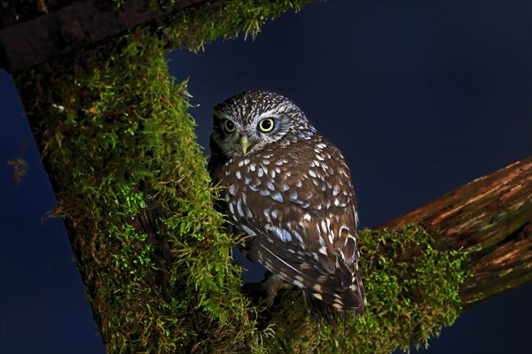 Little owl (Athene noctua), (Tyto alba), adult, on tree trunk, alert, Lowick, Northumberland, England, Great Britain