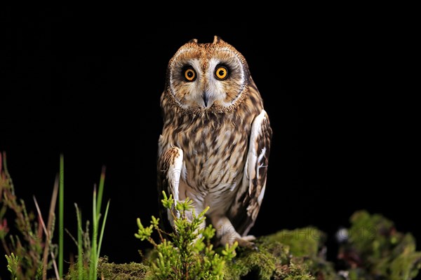 Short-eared owl (Asio flammeus), adult, at night, perch, Great Britain