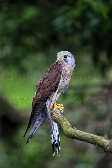 Common kestrel (Falco tinnunculus), adult, male, perch, spreading wings, Scotland, Great Britain