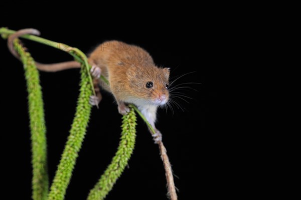 Eurasian harvest mouse (Micromys minutus), adult, on plant stalks, ears of corn, foraging, at night, Scotland, Great Britain