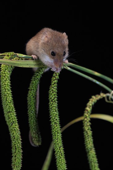 Eurasian harvest mouse (Micromys minutus), adult, on plant stalks, ears of corn, foraging, at night, Scotland, Great Britain