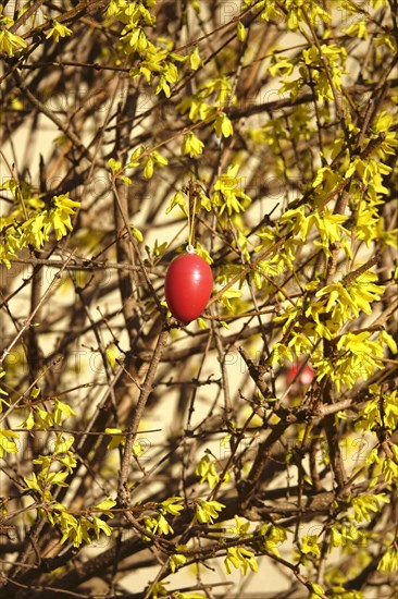 Forsythia with Easter egg, March, Germany, Europe