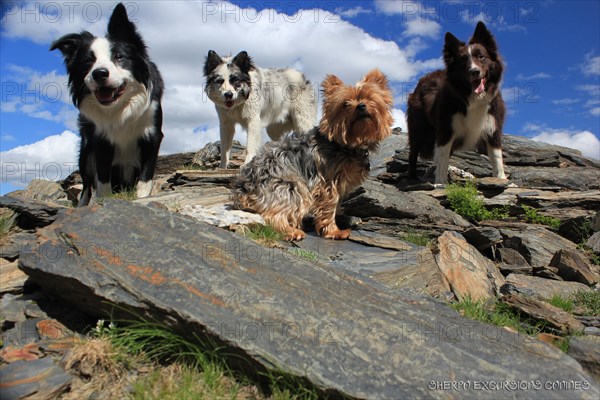 Four dogs of different breeds standing on a rocky mountain landscape under a clear blue sky, Amazing Dogs in the Nature