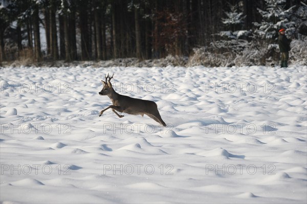 European roe deer (Capreolus capreolus) buck in winter coat and six-point antlers jumping over a snow-covered fallow field, Lower Austria, Austria, Europe
