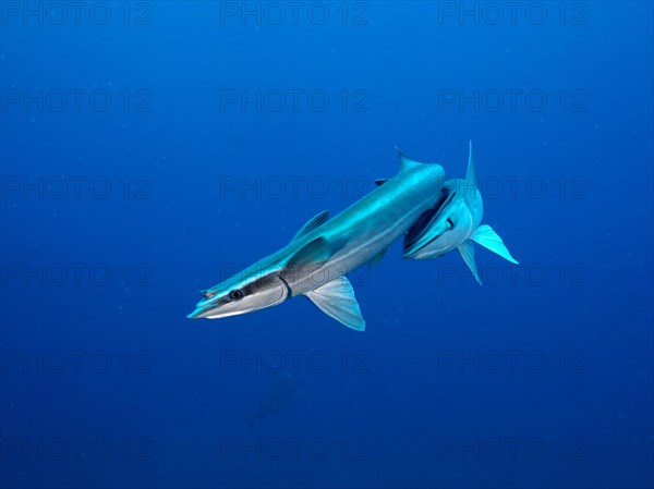 Two ship mounts (Echeneidae), monochrome blue background, detachable, dive site Lemon Drop, Riviera Beach, Florida, USA, North America