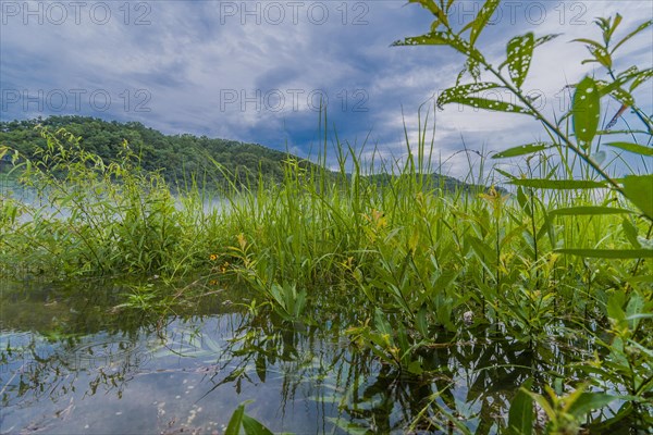A calm lake with grass in the foreground and fog hovering above, under a subdued overcast sky, in South Korea