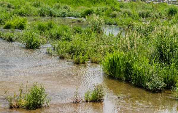 A gentle stream winds through lush greenery with thriving grasses, in South Korea