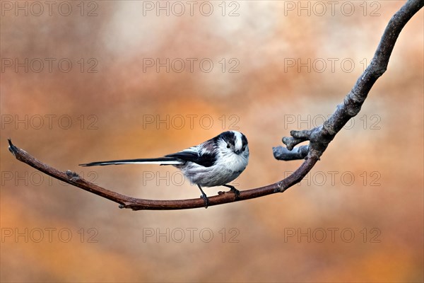 A small bird perches on a curved branch against a soft-focus autumnal backdrop, Aegithalos caudatus, long-tailed tit, Wagbachniederung