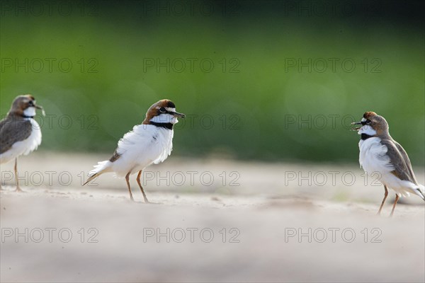 Slender-billed plover (Anarhynchus collaris) Pantanal Brazil