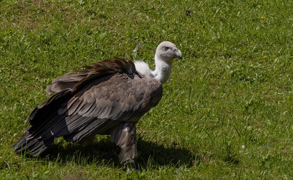 Griffon vulture (Gyps fulvus) landed in a meadow
