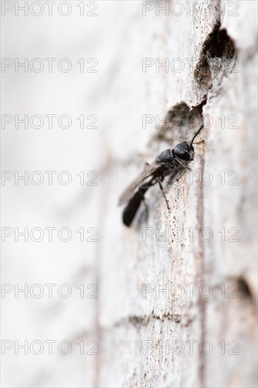 Potter's digger wasp (Trypoxylon figulus), in front of its nesting tunnel in dead wood, Harz National Park, Germany, Europe