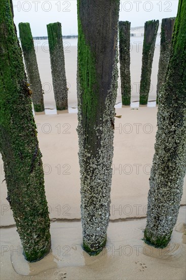 Close-up of wet breakwaters with algae growth and mussels, Westkapelle, Zeeland, Netherlands