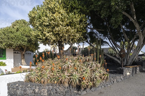 Aloe veras (Aloe vera) in the entrance area of the Fundacion Cesar Manrique, Lanzarote, Canary Islands, Spain, Europe