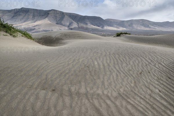 Dune landscape, Playa de Famara, Lanzarote, Canary Islands, Spain, Europe