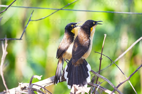 Reed warbler (Donacobius atricapillus) Pantanal Brazil