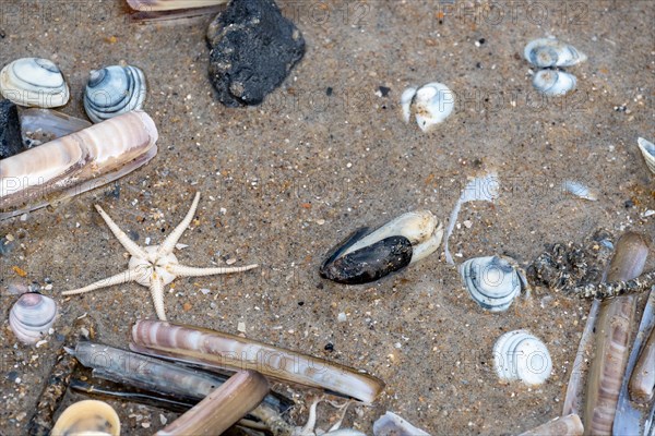 Various shells and a starfish among other beach goods on Sandl, DeHaan, Flanders, Belgium, Europe