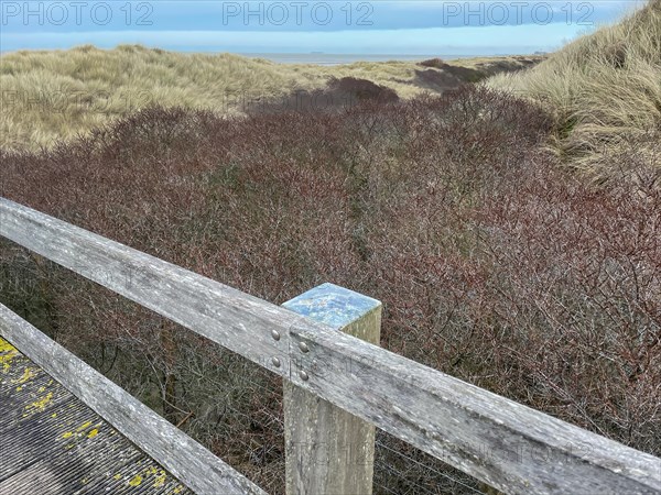 Wooden railing along a path with dense bushes in the dunes, DeHaan, Flanders, Belgium, Europe
