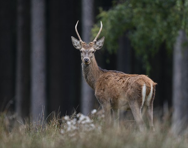 Red deer (Cervus elaphus), young stag, spit stands on a forest meadow, captive, Germany, Europe
