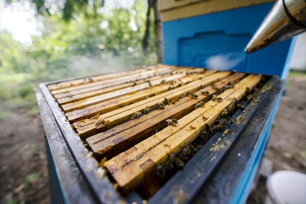 Fantastic beehive producing honey, nature, man and bee, sweet honey, honeycomb, nectar, beekeeping, Poland, Europe