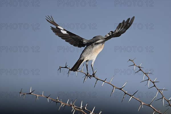 Lesser grey shrike (Lanius minor), Madikwe Game Reserve, North West Province, South Africa, RSA, Africa